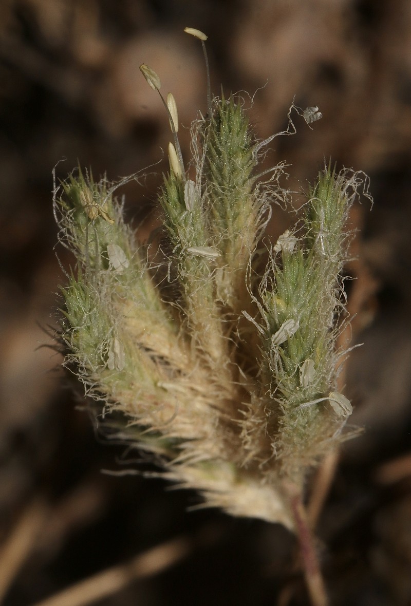 San Joaquin Valley Orcutt Grass photo 6