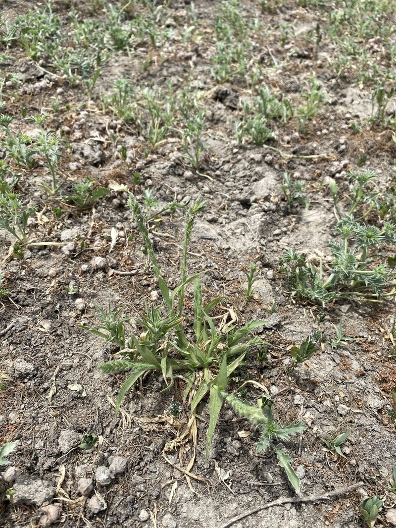 Hairy Orcutt Grass photo 2