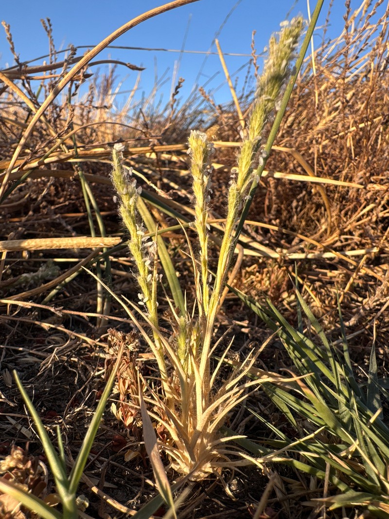 Hairy Orcutt Grass photo 3