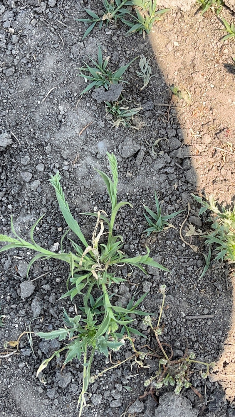 Hairy Orcutt Grass photo 4
