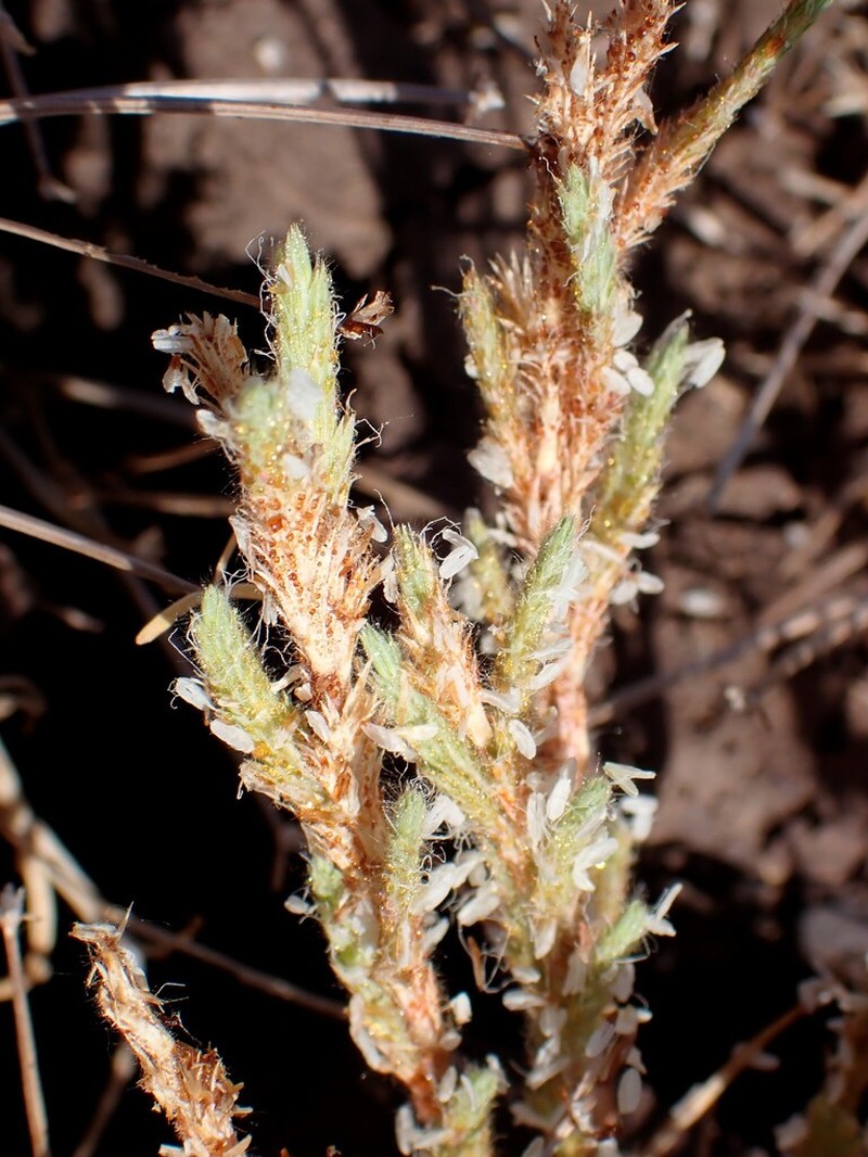 Hairy Orcutt Grass photo 5