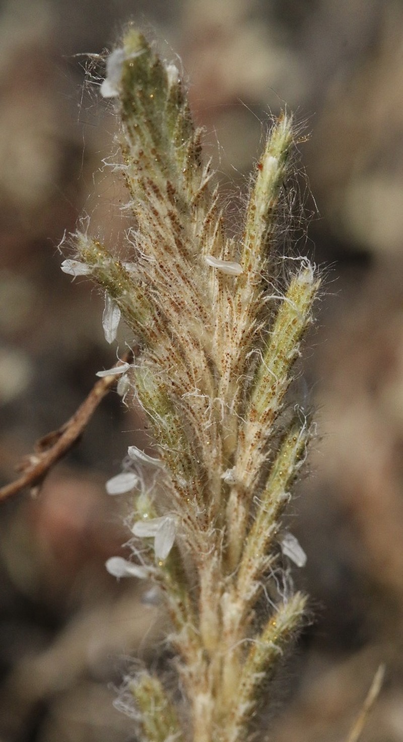 Hairy Orcutt Grass photo 6