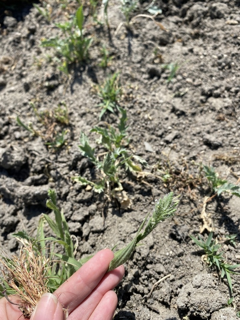 Hairy Orcutt Grass photo 7