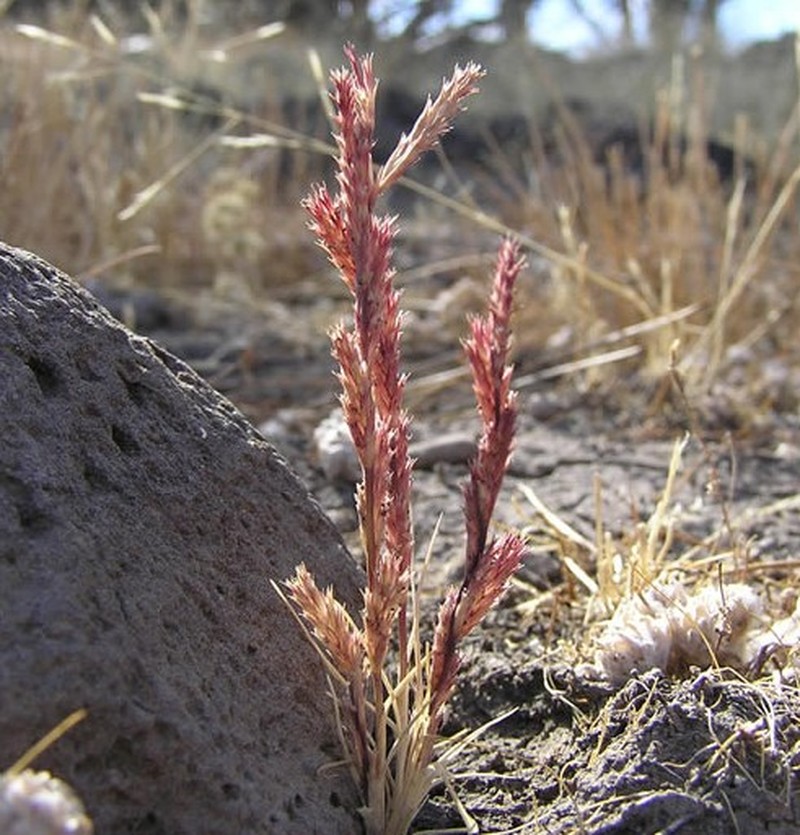 Slender Orcutt Grass
