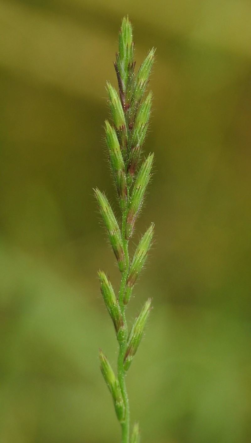 Slender Orcutt Grass photo 2