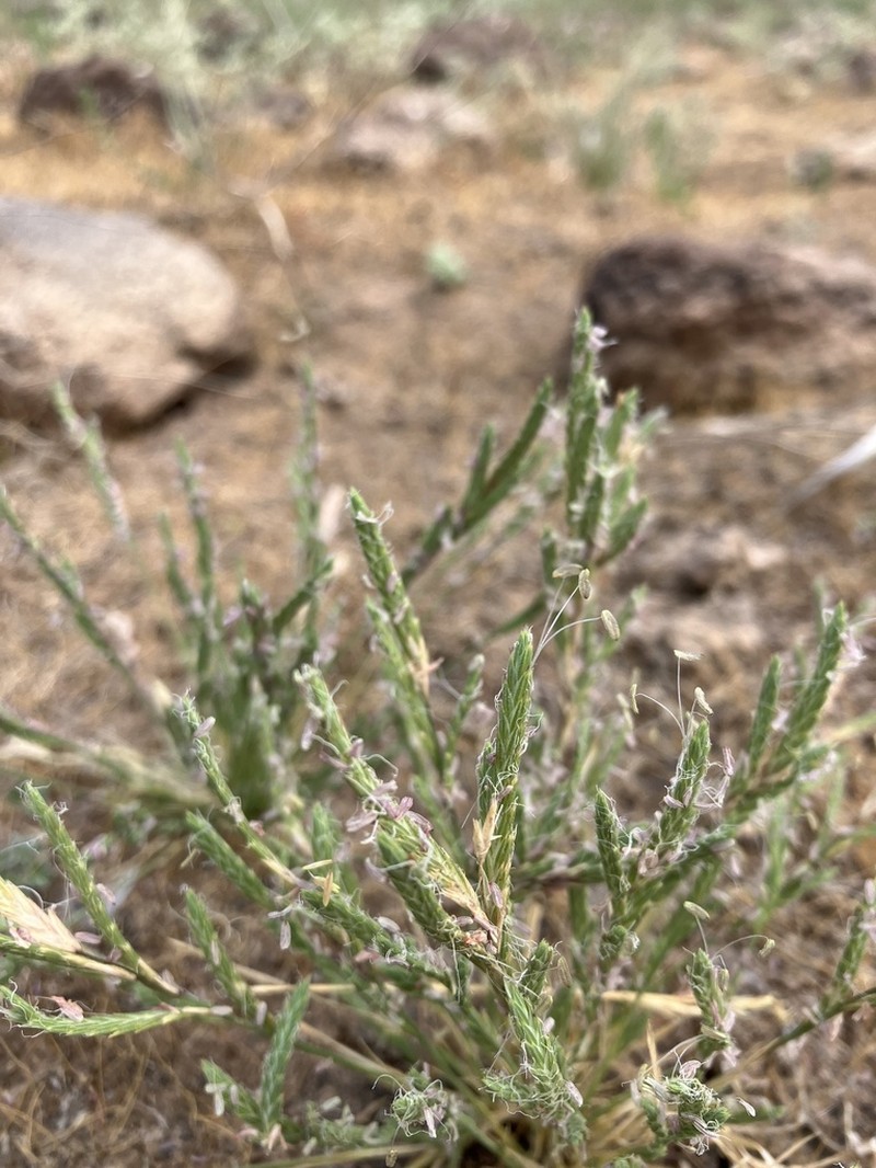 Slender Orcutt Grass photo 3