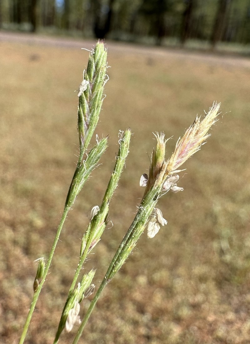 Slender Orcutt Grass photo 4