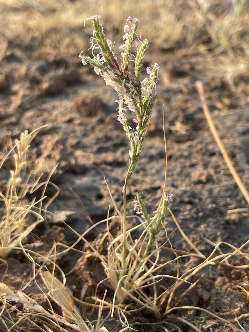 Slender Orcutt Grass photo 5