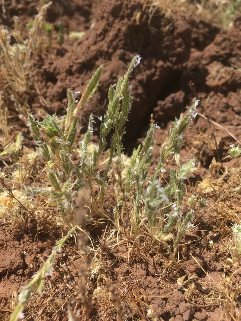 Slender Orcutt Grass photo 6