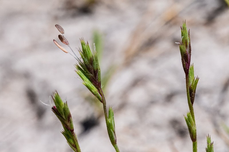 Slender Orcutt Grass photo 7