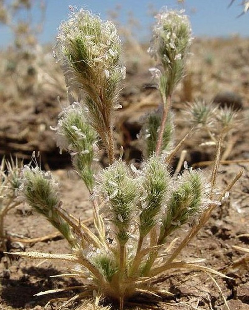 Sacramento Orcutt Grass