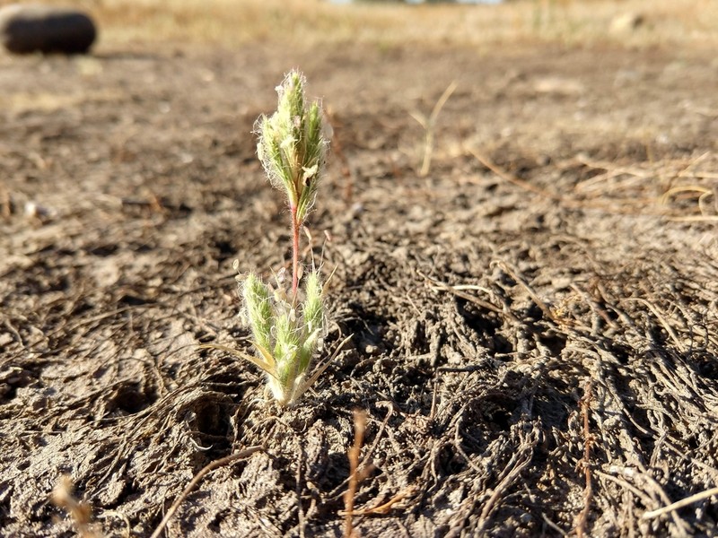 Sacramento Orcutt Grass photo 3
