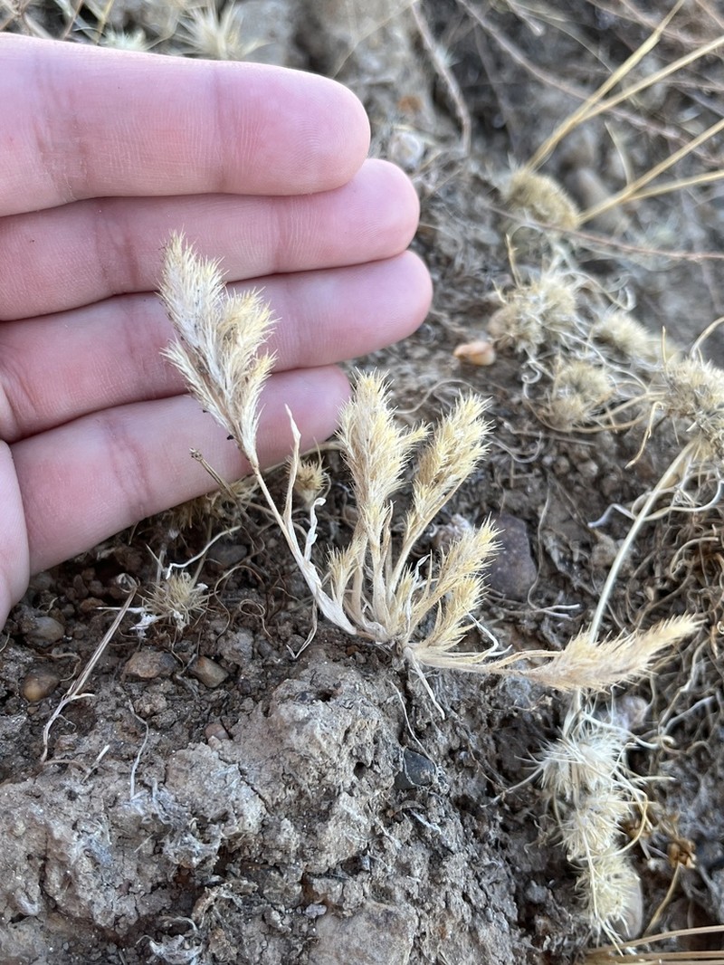 Sacramento Orcutt Grass photo 4