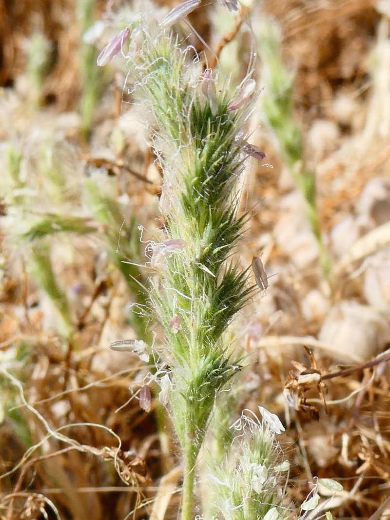 Sacramento Orcutt Grass photo 5