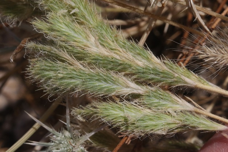 Sacramento Orcutt Grass photo 6