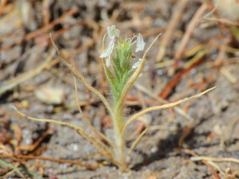 Sacramento Orcutt Grass photo 7