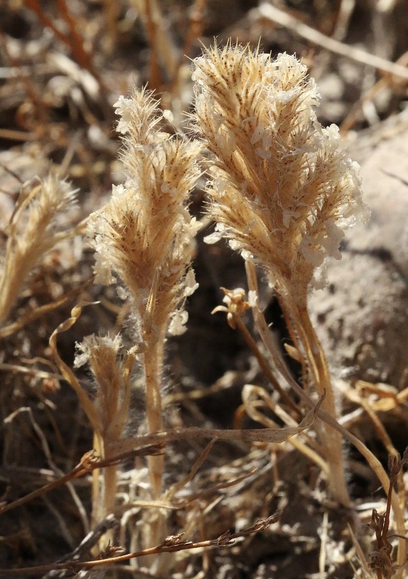Sacramento Orcutt Grass photo 8