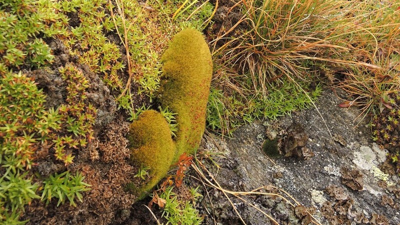 Oreas Moss