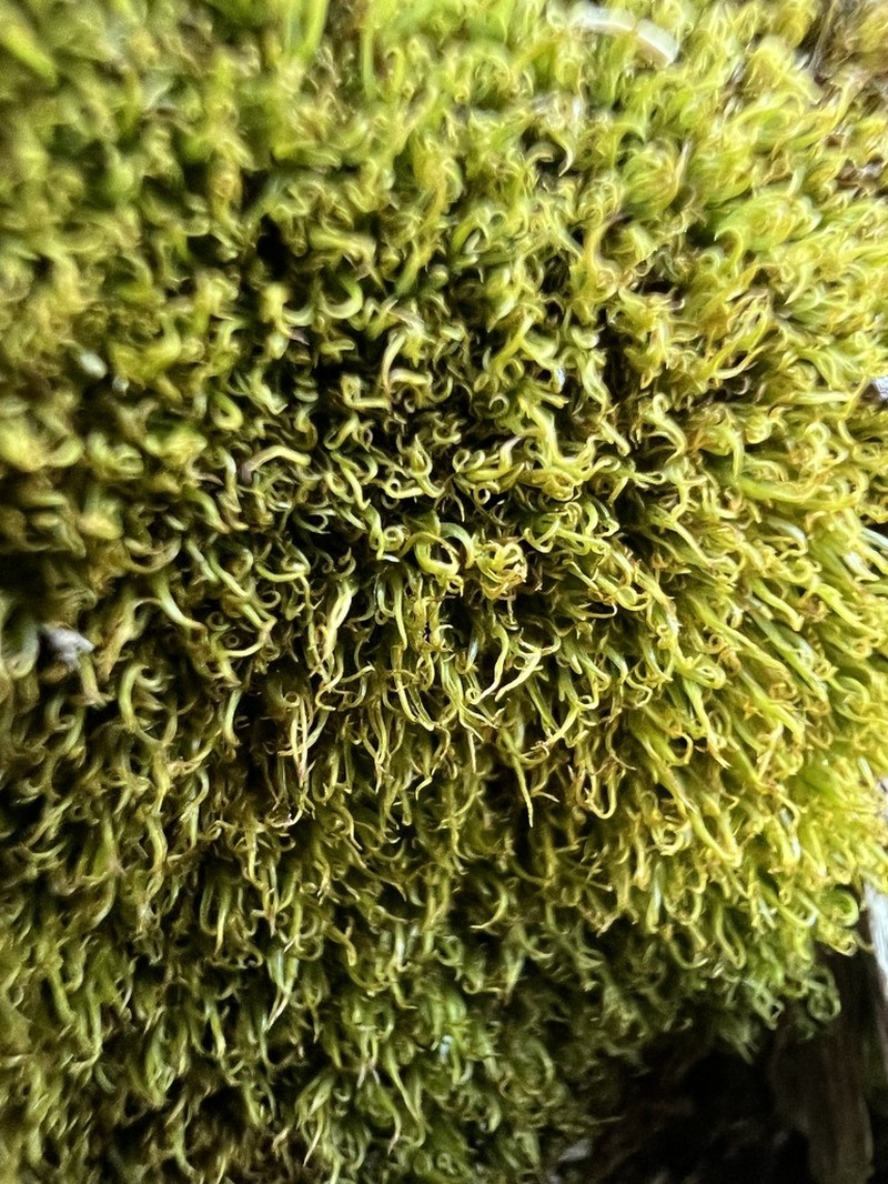 Oreas Moss photo 2