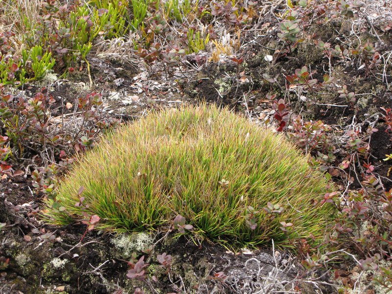 Hawai'I Island Sedge