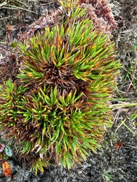 Hawai'I Island Sedge