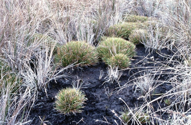 Hawai'I Island Sedge photo 2