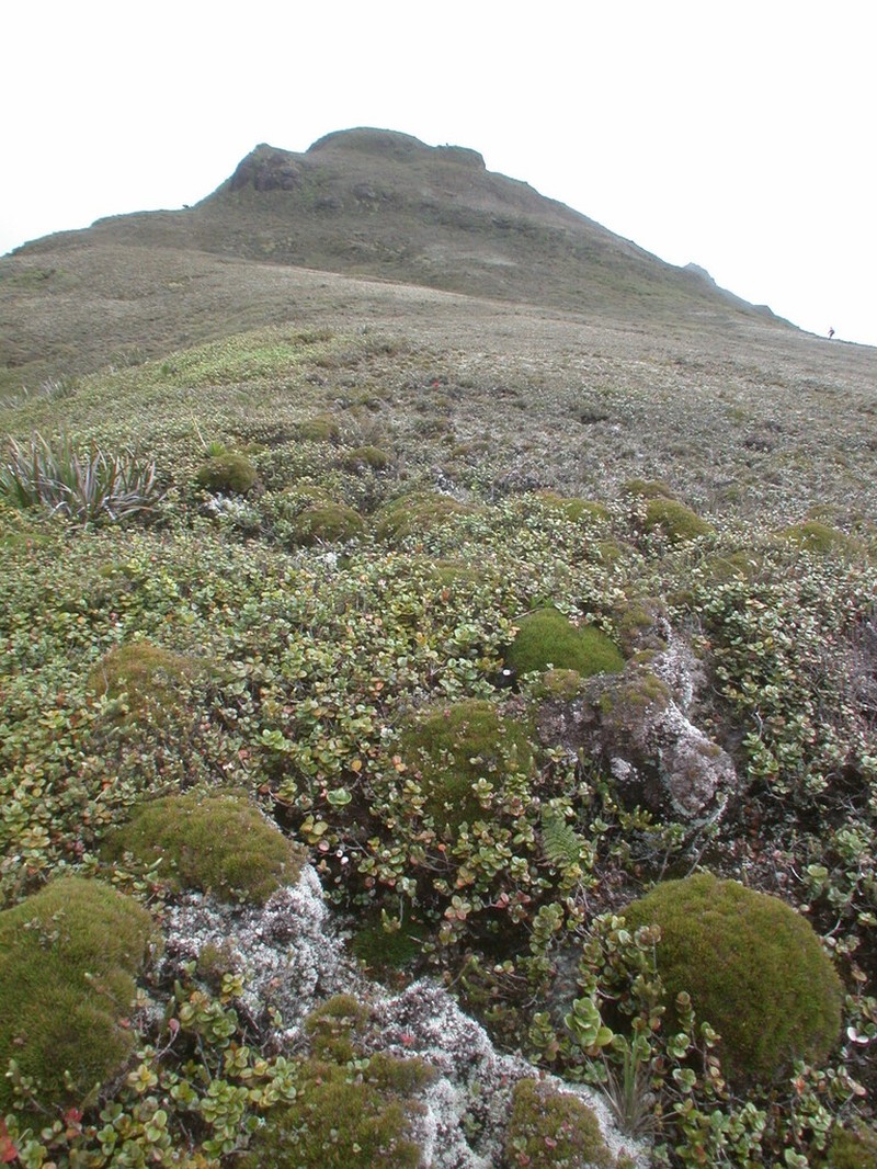 Hawai'I Island Sedge photo 3
