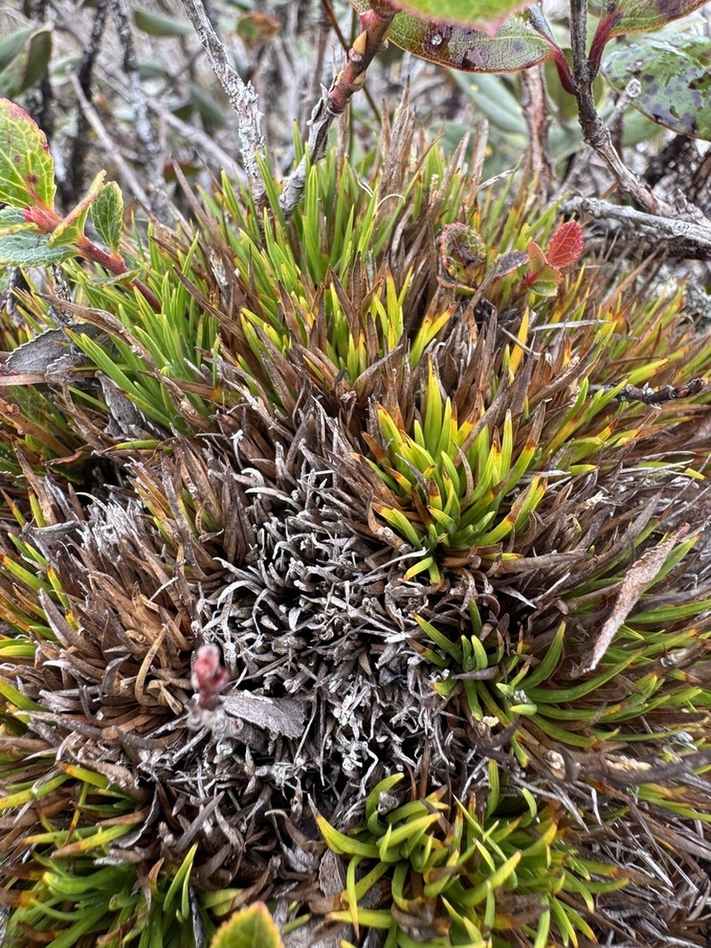 Hawai'I Island Sedge photo 4