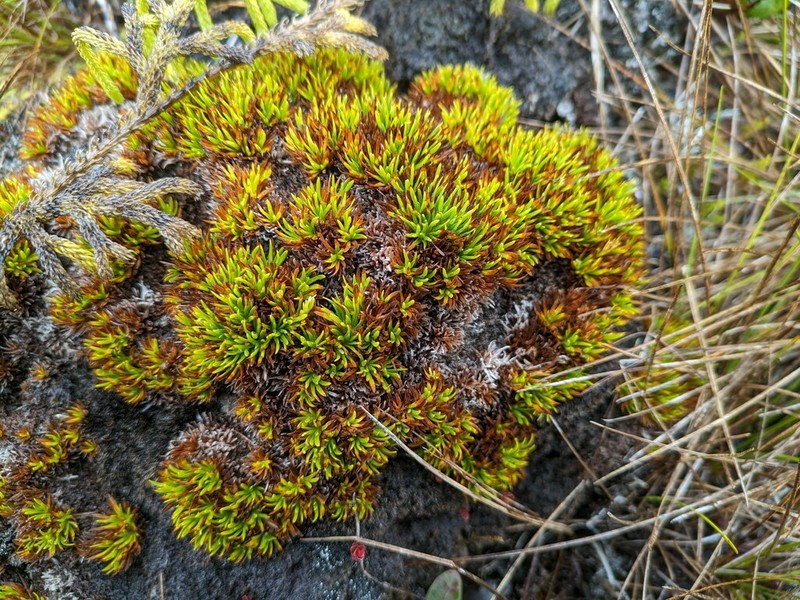Hawai'I Island Sedge photo 5