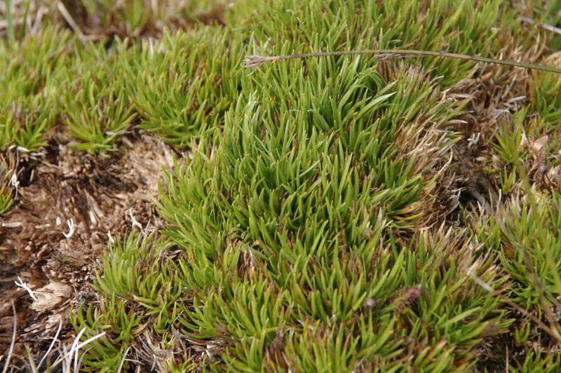 Hawai'I Island Sedge photo 6