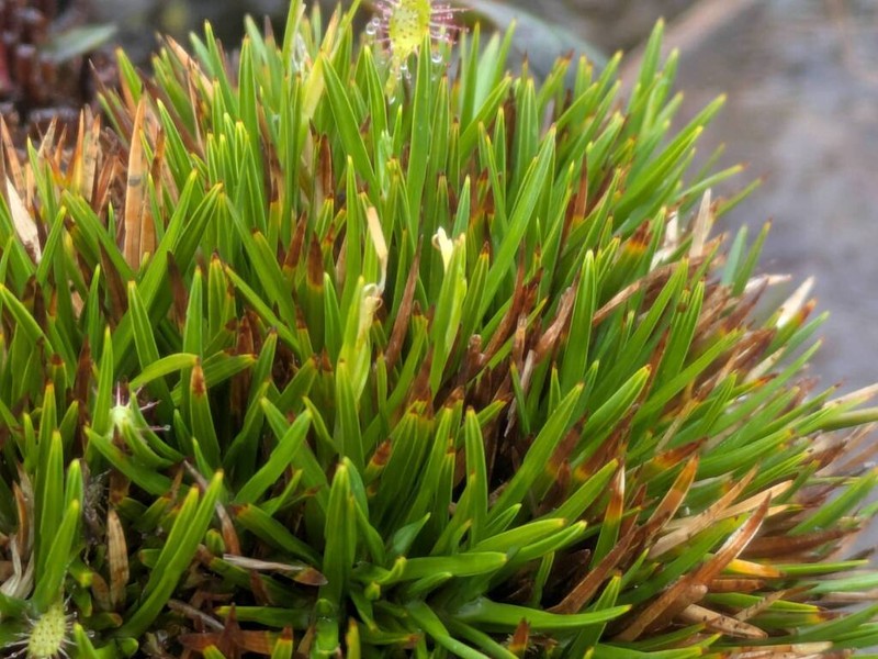 Hawai'I Island Sedge photo 7