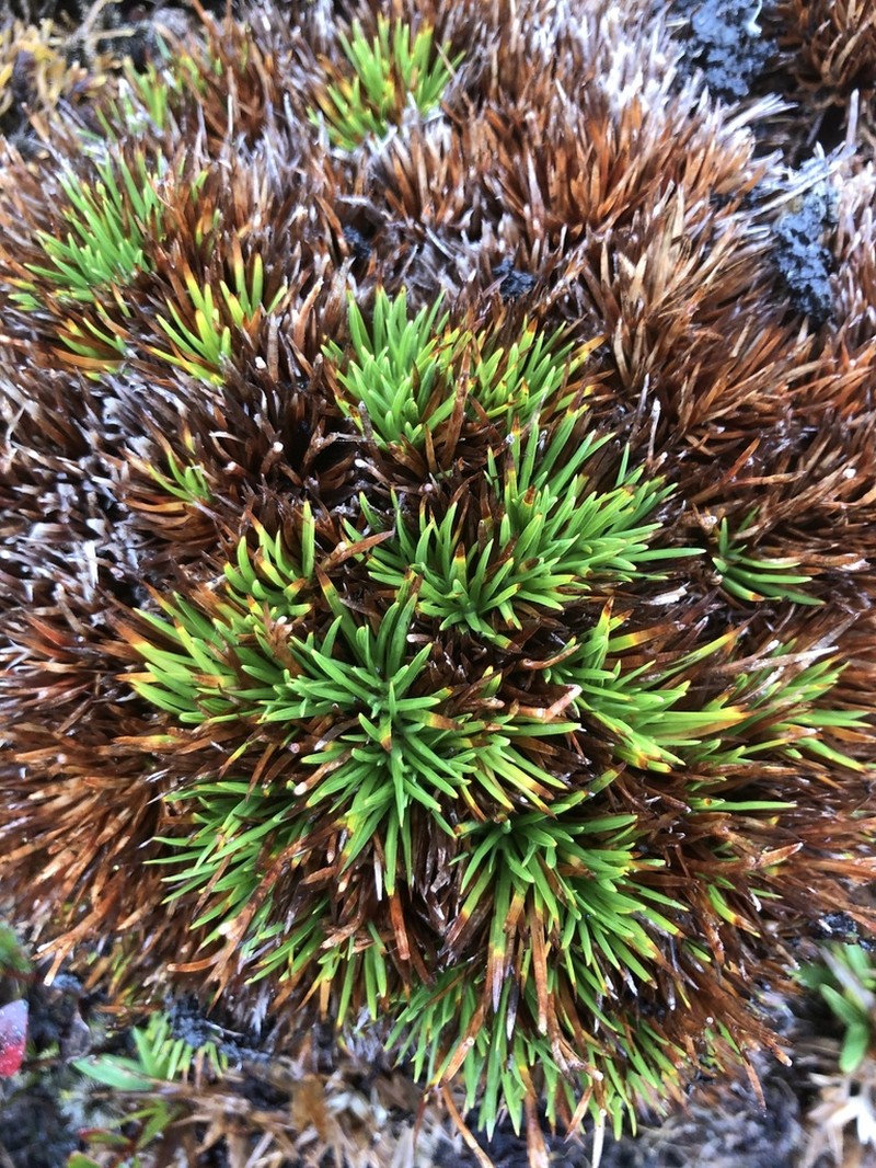Hawai'I Island Sedge photo 8