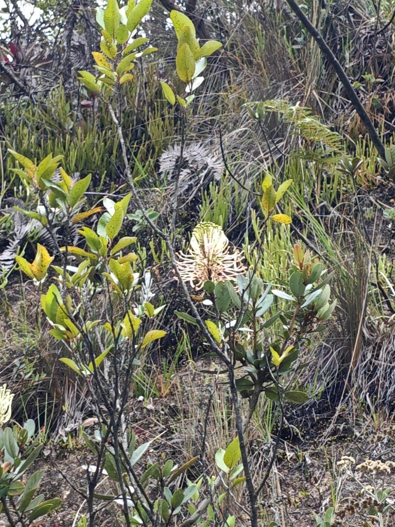 Oreocallis grandiflora