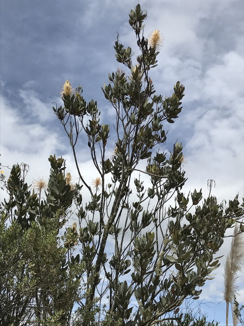 Oreocallis grandiflora photo 2