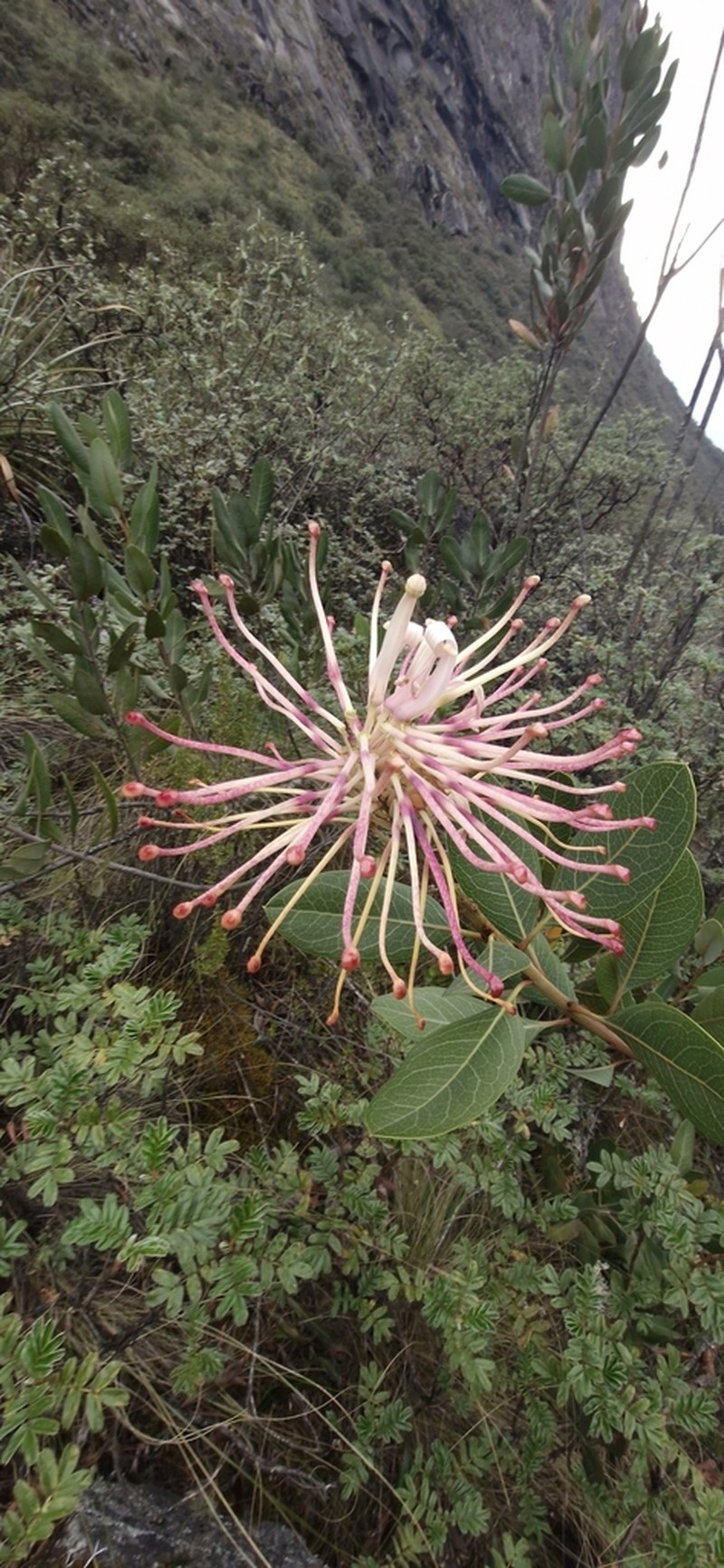 Oreocallis grandiflora photo 3