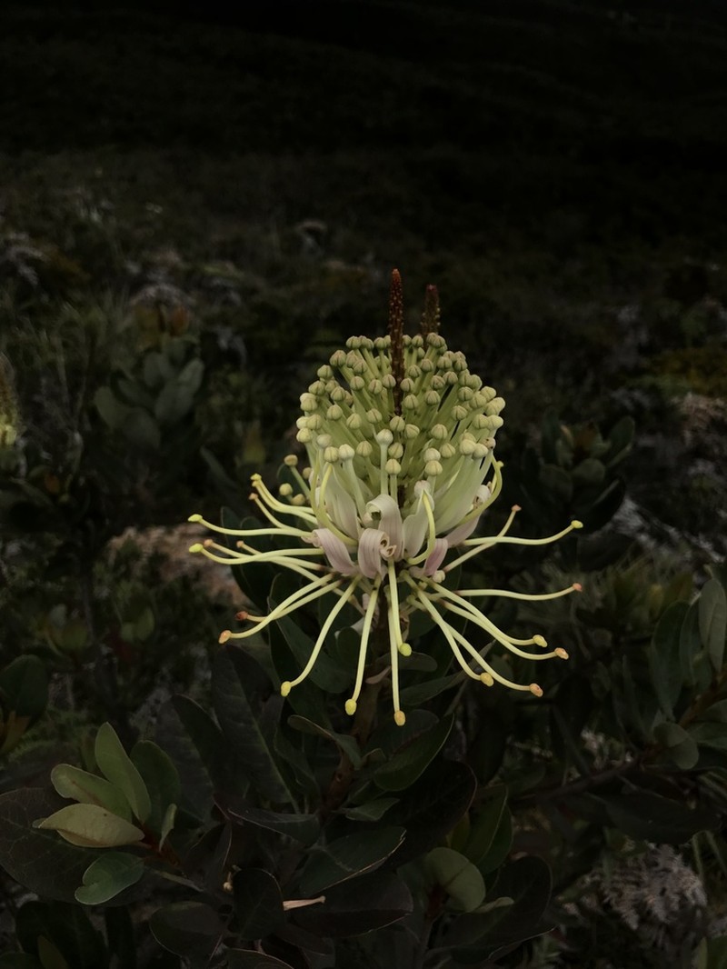 Oreocallis grandiflora photo 4