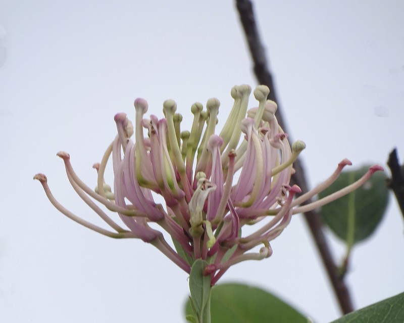 Oreocallis grandiflora photo 6