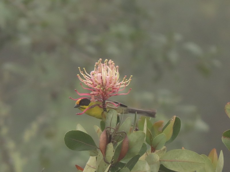 Oreocallis grandiflora photo 8