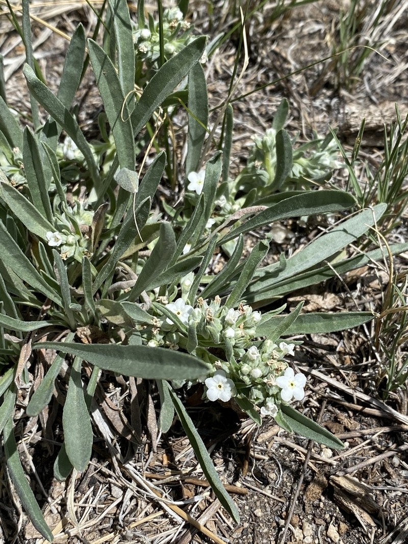 Oreocarya abortiva photo 2