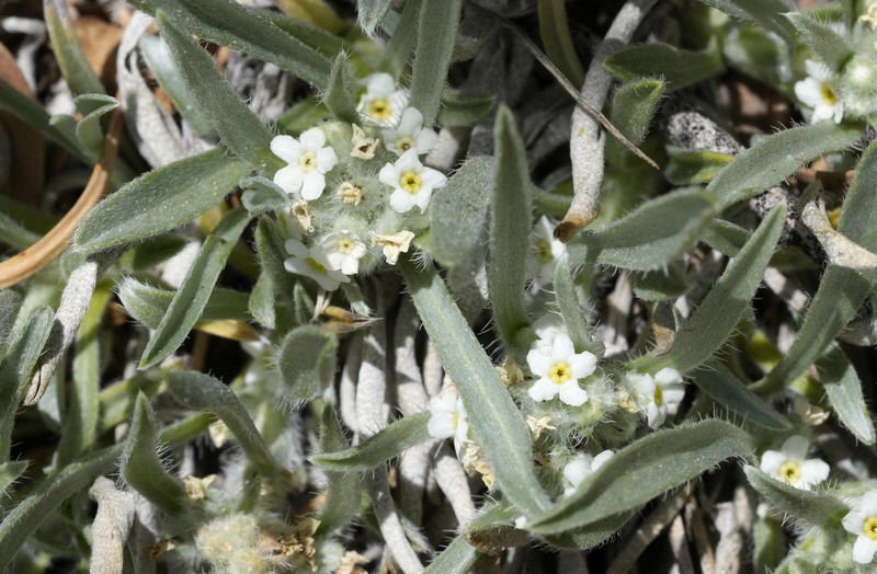 Oreocarya abortiva photo 3