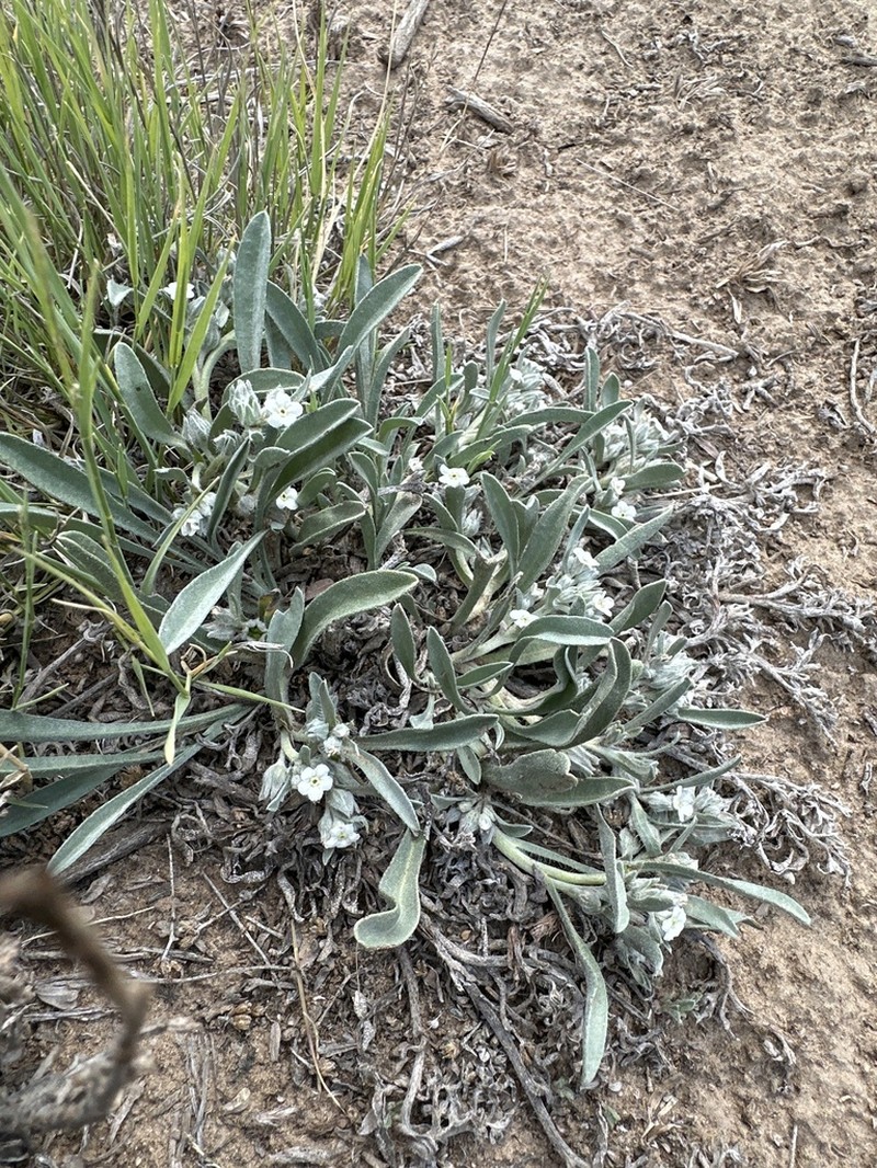 Oreocarya abortiva photo 4