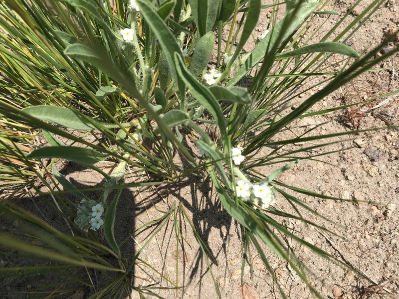 Oreocarya abortiva photo 7