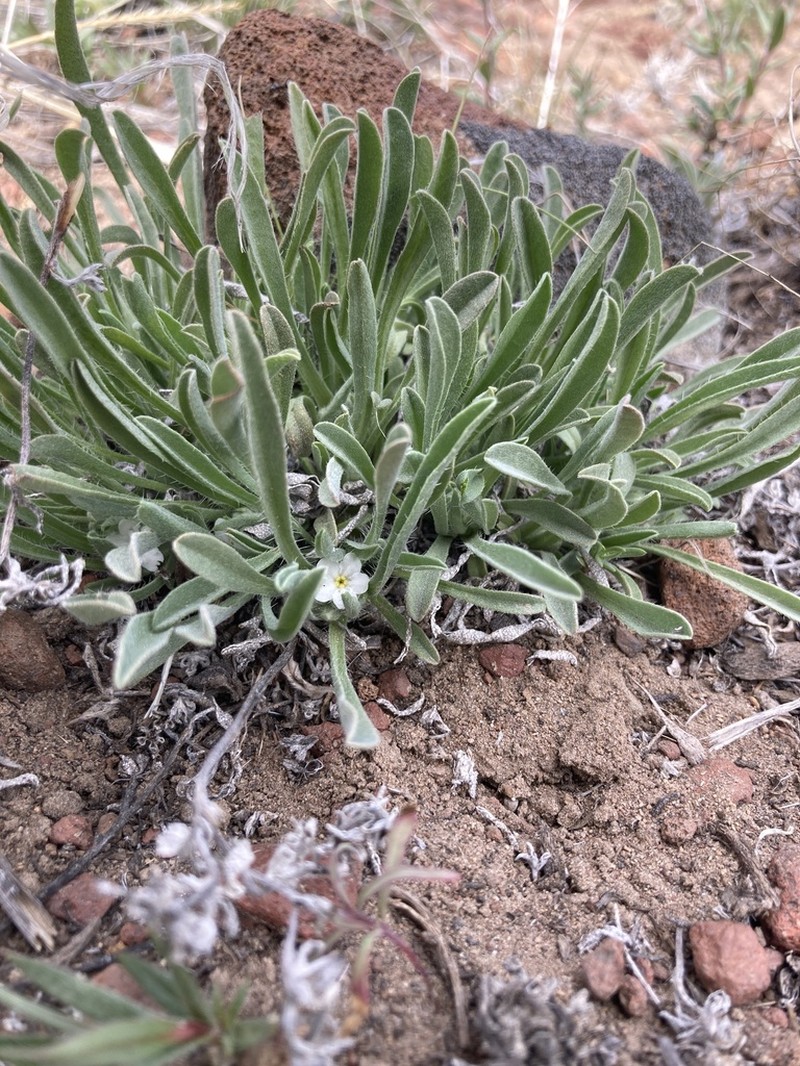 Oreocarya abortiva photo 8
