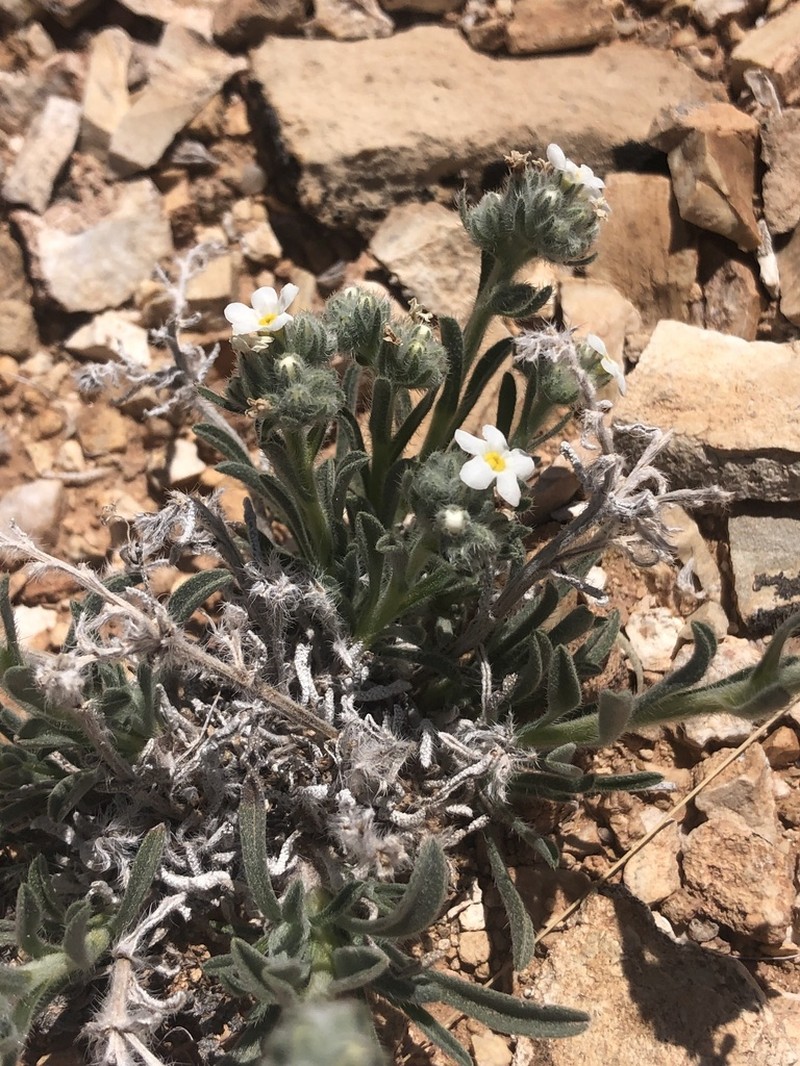 Atwood's Cryptantha