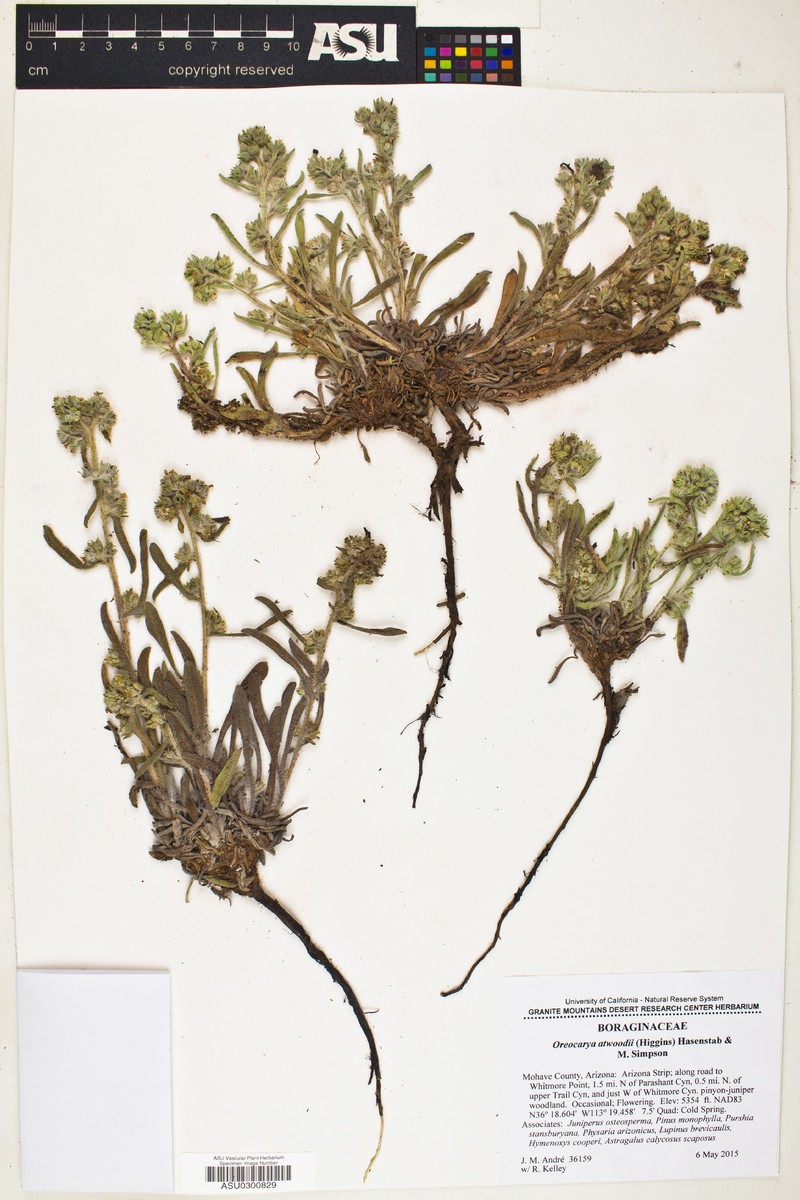 Atwood's Cryptantha photo 3