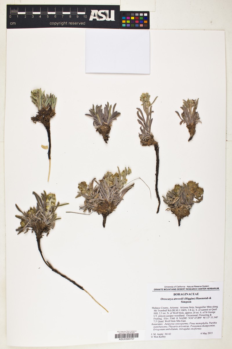 Atwood's Cryptantha photo 4