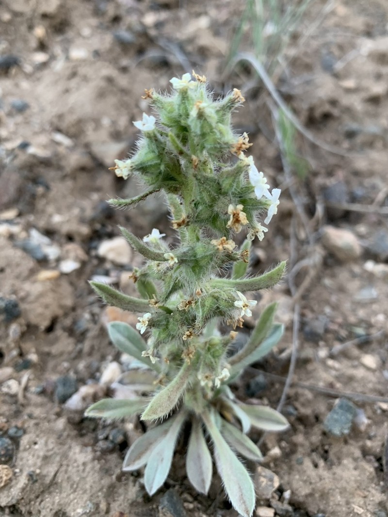 Baker's Cryptantha