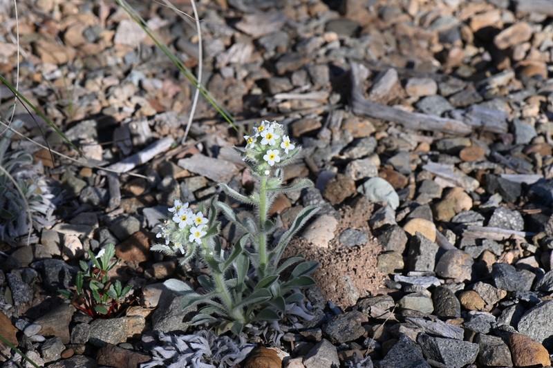 Baker's Cryptantha photo 3