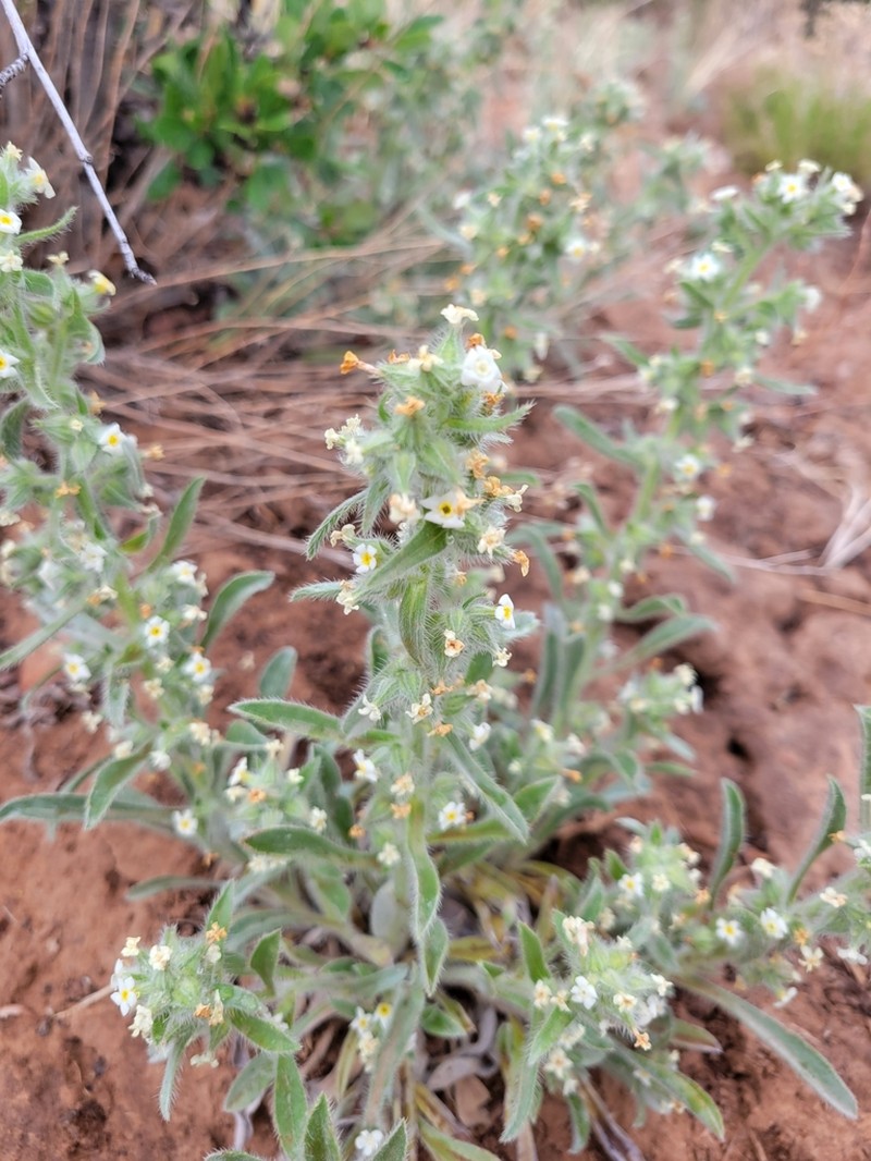 Baker's Cryptantha photo 4