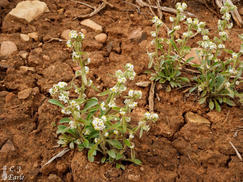 Baker's Cryptantha photo 5